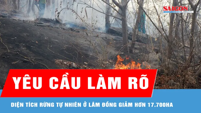Yêu cầu làm rõ diện tích rừng tự nhiên ở Lâm Đồng giảm hơn 17.700ha