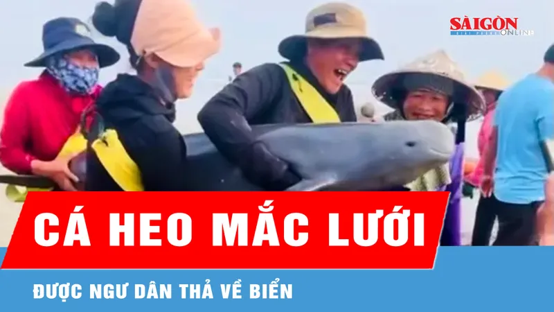 Cá heo mắc lưới được ngư dân thả về biển