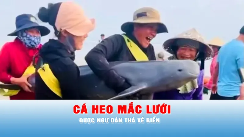 Podcast tin tối 28-3: Cá heo mắc lưới được ngư dân thả về biển