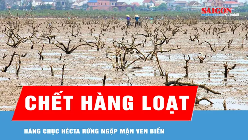 Nỗi lo rừng ngập mặn chết hàng loạt
