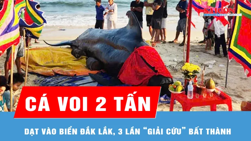 Cá voi 2 tấn dạt vào biển Đắk Lắk, 3 lần “giải cứu” bất thành 