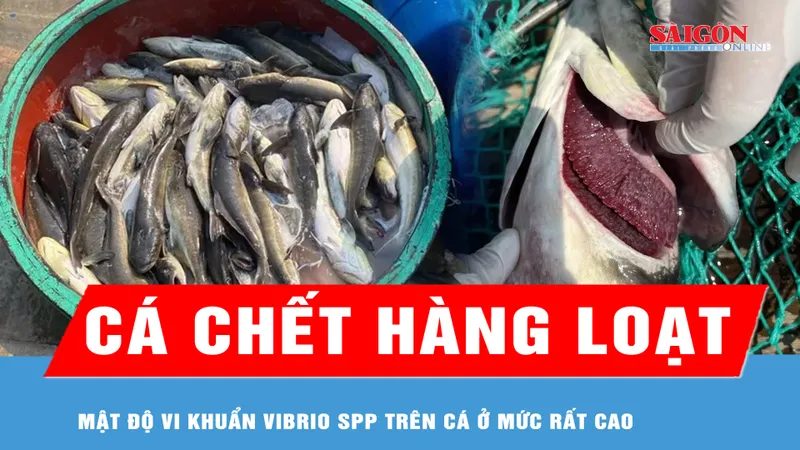 Vụ cá bớp nuôi chết hàng loạt tại đặc khu Lý Sơn: Mật độ vi khuẩn Vibrio spp trên cá ở mức rất cao 