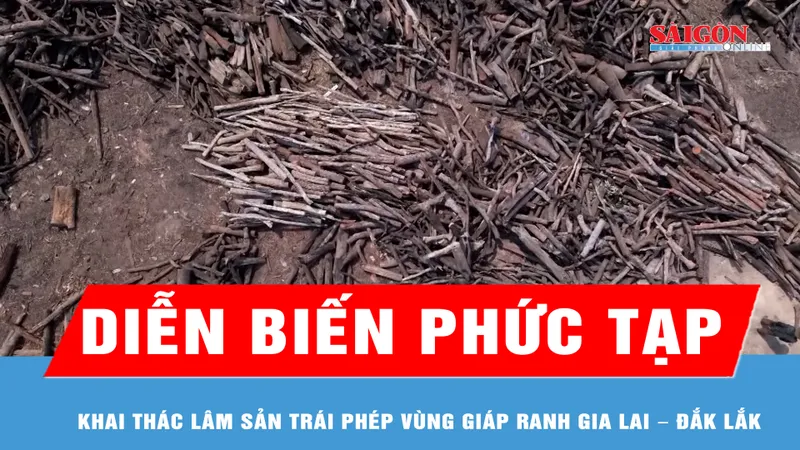 Khai thác lâm sản trái phép vùng giáp ranh Gia Lai – Đắk Lắk: Diễn biến phức tạp