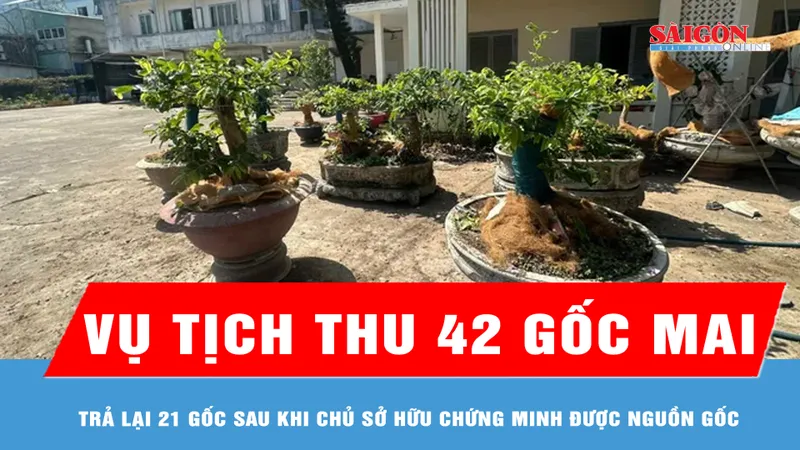 Vụ tịch thu 42 gốc mai ở Côn Đảo: Trả lại 21 gốc sau khi chủ sở hữu chứng minh được nguồn gốc 