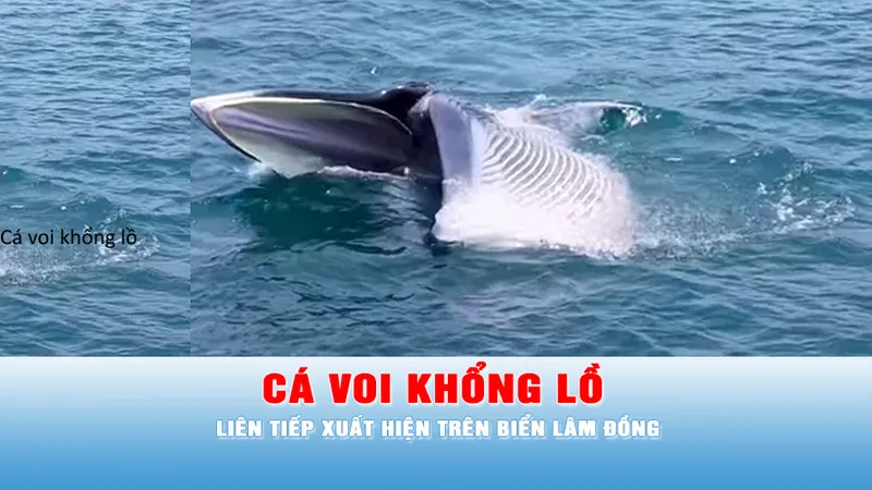 Podcast tin chiều 23-4: Cá voi khổng lồ liên tiếp xuất hiện trên biển Lâm Đồng