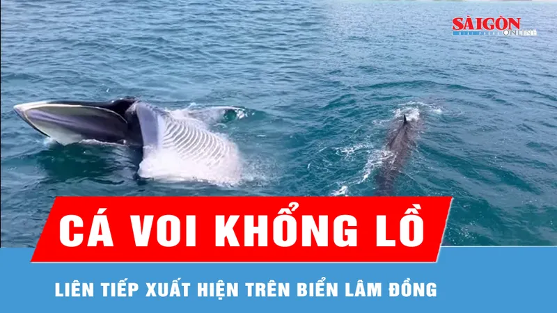 Cá voi khổng lồ liên tiếp xuất hiện trên biển Lâm Đồng 