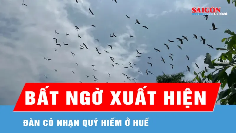 Xuất hiện đàn cò nhạn quý hiếm ở Huế
