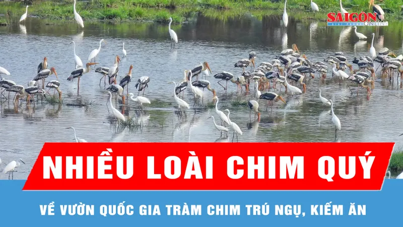 Nhiều loài chim quý về Vườn quốc gia Tràm Chim trú ngụ, kiếm ăn