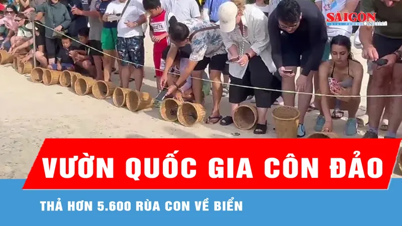 Vườn Quốc gia Côn Đảo thả hơn 5.600 rùa con về biển 