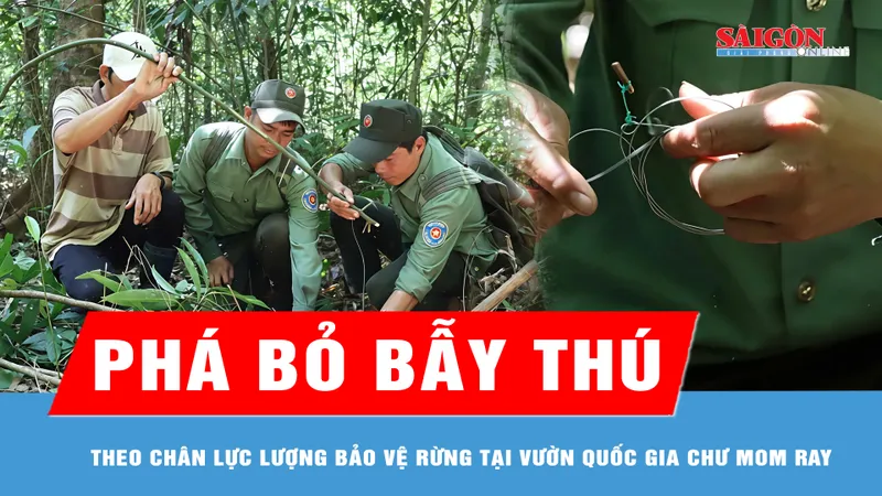 Theo chân lực lượng bảo vệ rừng phá bỏ bẫy thú 