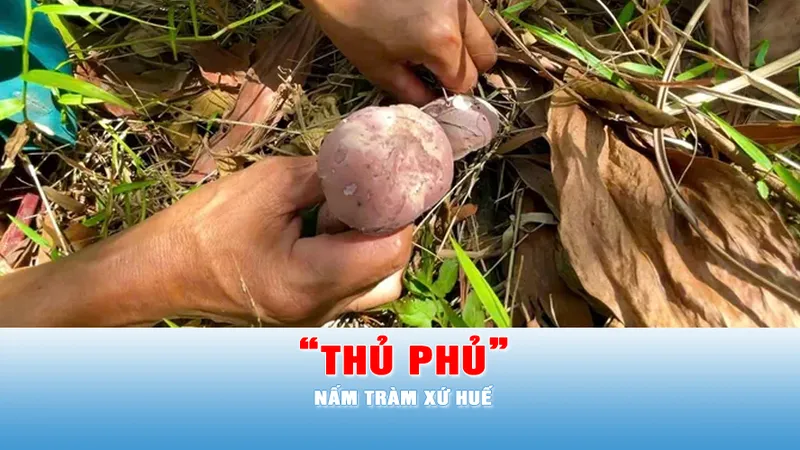 Podcast tin chiều 9-5: Lạc vào “thủ phủ” nấm tràm xứ Huế 