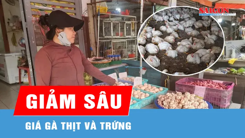 Giá gà thịt và trứng giảm sâu 