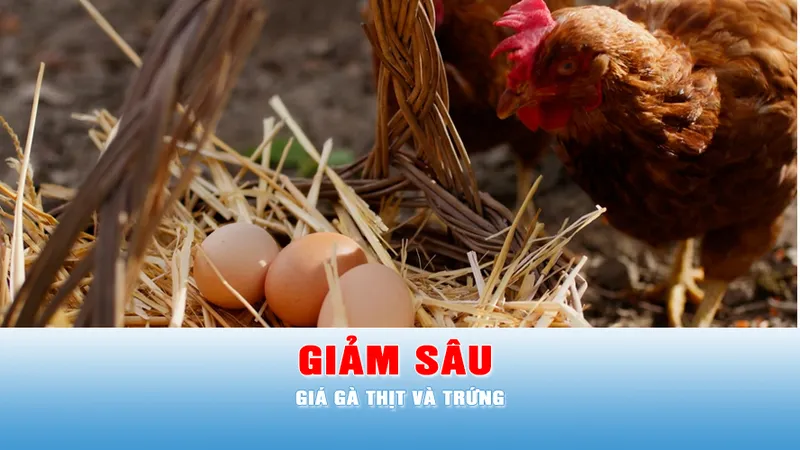 Podcast tin tối 10-5: Giá gà thịt và trứng giảm sâu