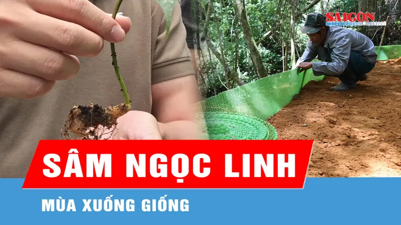 Mùa xuống giống sâm Ngọc Linh