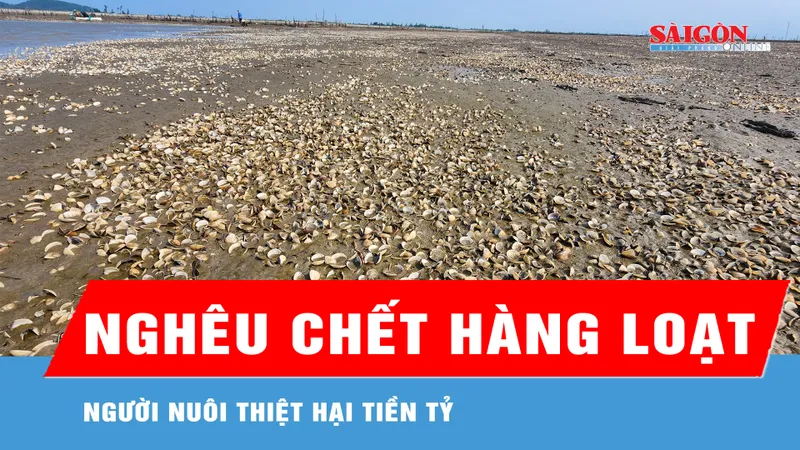 Hà Tĩnh: Nghêu chết hàng loạt, người nuôi thiệt hại tiền tỷ 