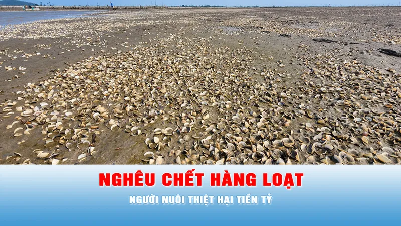 Podcast tin tối 24-5: Nghêu chết hàng loạt, người nuôi thiệt hại tiền tỷ