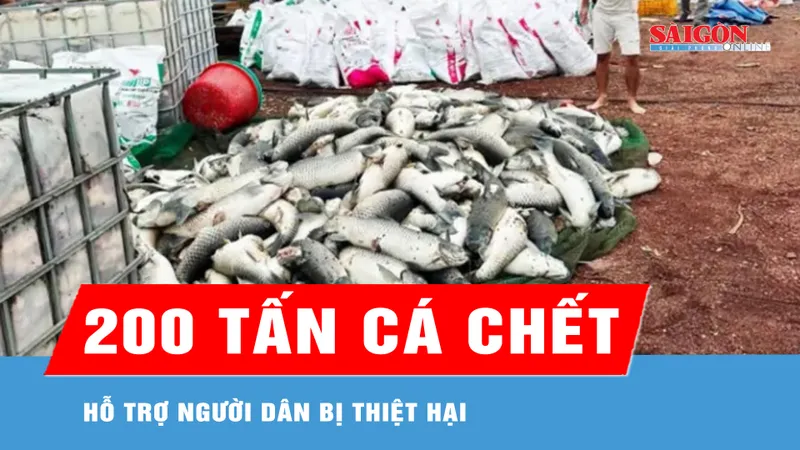 Hỗ trợ người dân bị thiệt hại do cá chết ở hồ Trị An