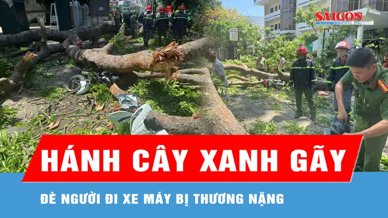Khánh Hòa: Nhánh cây xanh gãy, đè người đi xe máy bị thương nặng