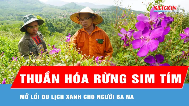 Lão nông thuần hóa rừng sim tím, mở lối du lịch xanh cho người Ba Na