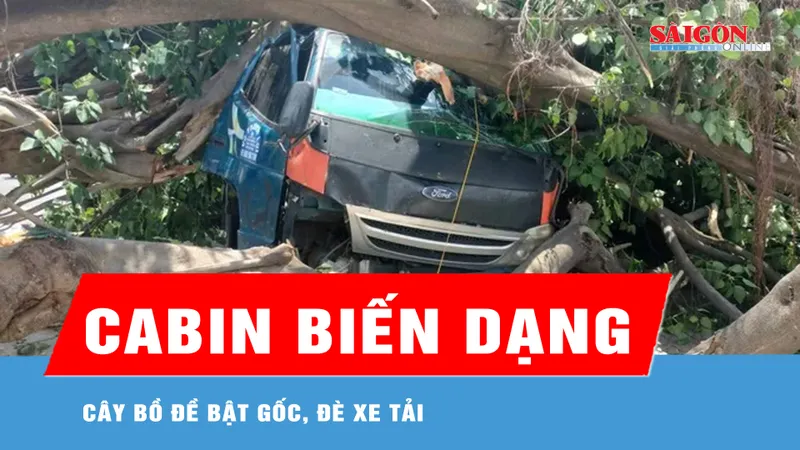 Cây bồ đề bật gốc, đè cabin xe tải 