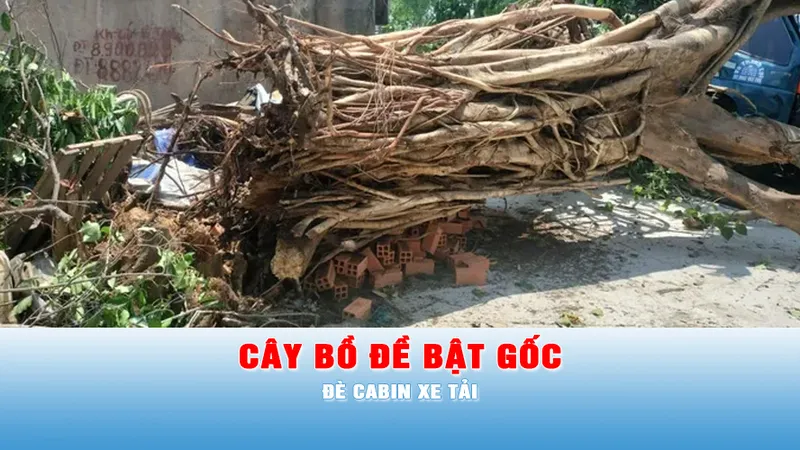 Podcast tin tối 14-6: Cây bồ đề bật gốc, đè cabin xe tải