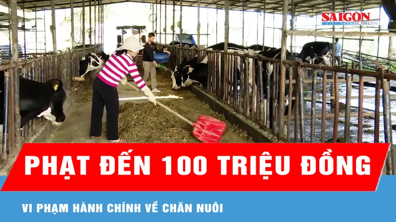 Vi phạm hành chính về chăn nuôi sẽ bị phạt đến 100 triệu đồng