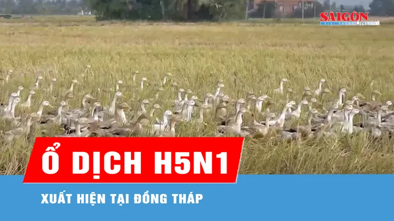 Xuất hiện ổ dịch cúm gia cầm H5N1 tại Đồng Tháp