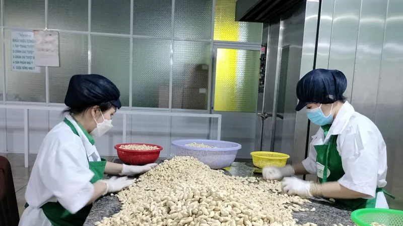 Bình Phước: Bồi dưỡng kiến thức an toàn trong lao động cho doanh nghiệp sản xuất chế biến điều