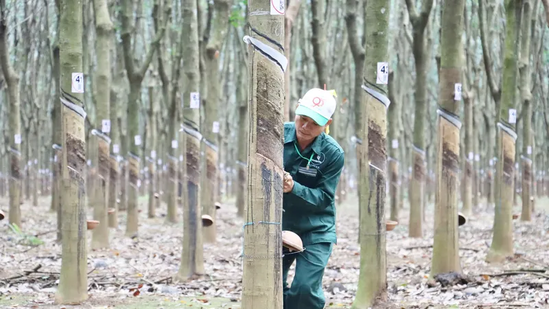 240 công nhân 3 nước Đông Dương dự “Hội thi Bàn tay vàng thu hoạch mủ cao su”