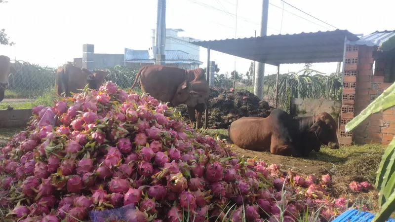 Giá quá rẻ, người dân đổ thanh long cho bò ăn