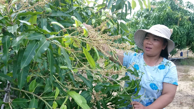 Người dân phường Mũi Né buồn bã nhìn hàng loạt diện tích xoài không đậu trái.