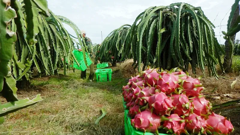 Với mức giá ổn định, người trồng thanh long ở Bình Thuận thu lời từ 40-50 triệu đồng/ha