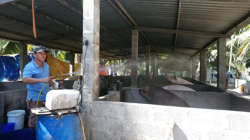Tỉnh Bình Thuận chính thức ghi nhận có dịch tả heo châu Phi