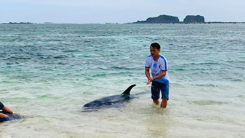 Con cá voi nặng trên 100kg không chịu bơi ra biển mà quay vào bờ nằm chờ chết