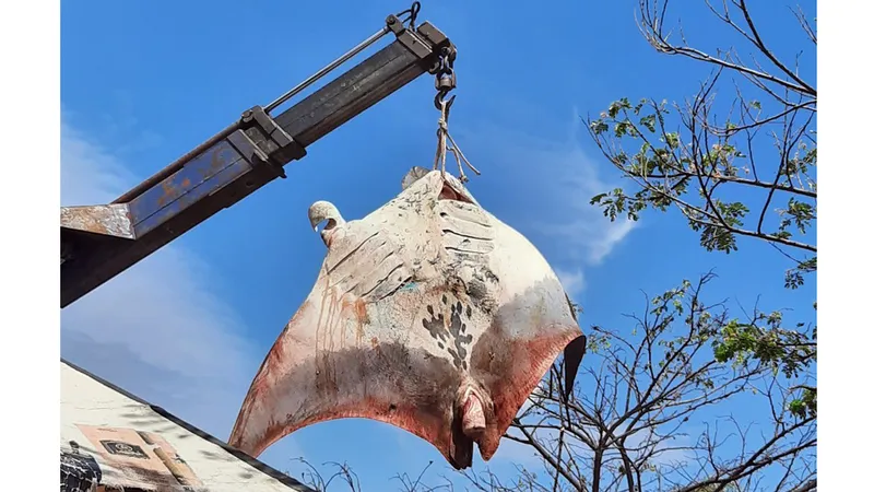 Con cá đuối nạng khổng lồ.