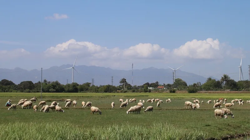 Cảnh đồng quê thanh bình ở Ninh Thuận.