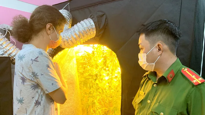 Đối tượng người nước ngoài đã lắp đặt lều bạt, hệ thống tưới tiêu, đèn điện chiếu sáng và điều hòa nhiệt độ để trồng cần sa. Ảnh: P.D.T.