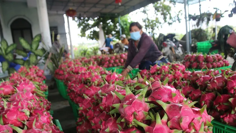 Người trồng thanh long ở Bình Thuận đang lo lắng bì giá loại trái cây này bị rớt giá sâu.
