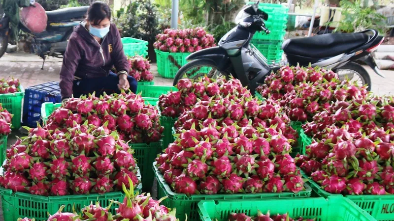 Thanh long ở Bình Thuận chỉ còn 500-1.000 đồng/kg