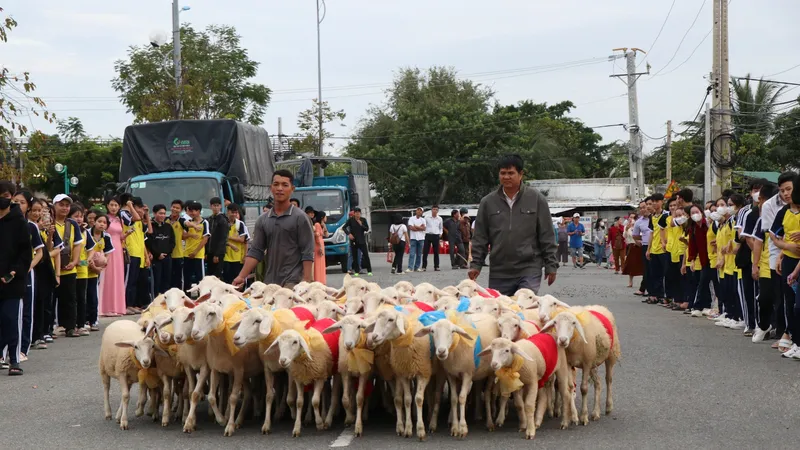 Đàn cừu "xinh đẹp" diễu hành trên phố