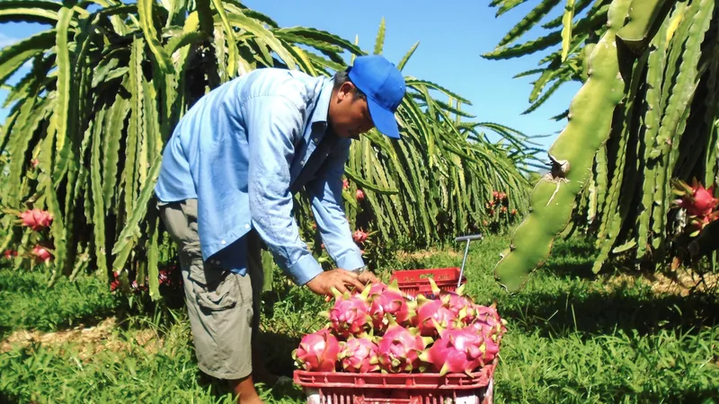 Thanh long tiếp tục là cây trồng lợi thế của Bình Thuận