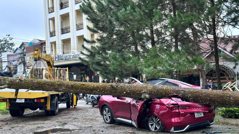 Cây xanh ngã đổ đè bẹp dúm chiếc ô tô tại phường Xuân Hương - Đà Lạt (Lâm Đồng)