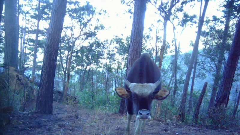 Phát hiện nhiều cá thể bò tót trong Vườn Quốc gia Núi Chúa – Phước Bình. Ảnh: VQG 