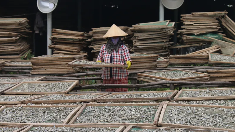 Phơi cá cơm tranh thủ lấy nắng