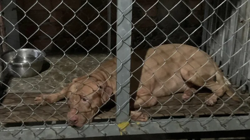 Cụ bà 82 tuổi ở Bình Dương bị chó pitbull cắn tử vong
