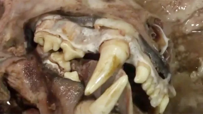 Hổ dùng để nấu cao được cơ quan chức năng phát hiện tại nhà ông Vũ Xuân Hải