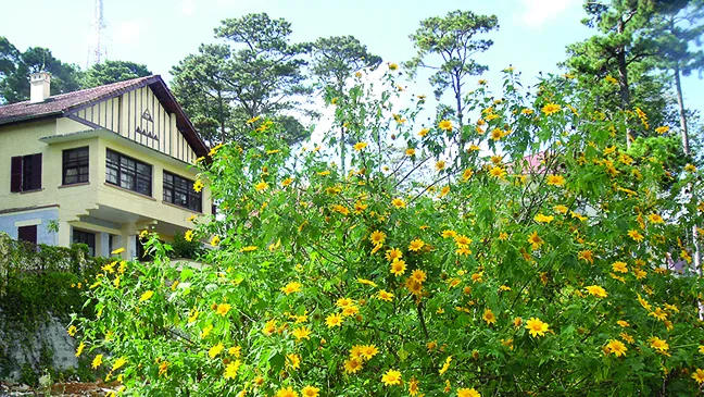 Đà Lạt vào mùa hoa dại