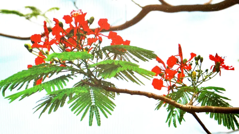 Mỗi khi đến hè…