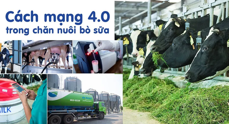Cách mạng 4.0 trong chăn nuôi bò sữa giúp việc quản lý và vận hành trang trại tối ưu hóa được hiệu quả