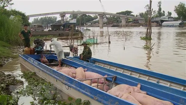 Ngăn chặn heo lậu tại 10 tỉnh ở Nam bộ và Tây Nguyên